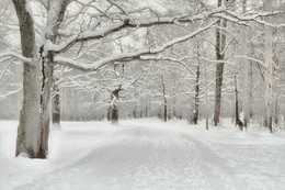 Прогулка по зимнему лесу / Зимний лес