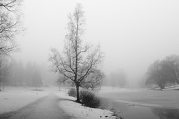 Туман / Павловск