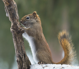 American red squirrel ~ Красная белка / American red squirrel ~ Красная белка