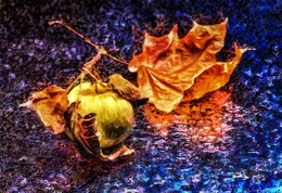Осенний. / Яблоко, кленовый лист, капли.