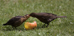 &nbsp; / Wir füttern die WILDVÖGEL im Winter in unserem Garten. Ich konnte beobachten (und fotografieren) wie eine Amsel Mama ihren Nachwuchs fütterte.