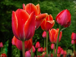 Тюльпаны к 8 марта / Милые женщины, примите поздравления! С праздником 8 Марта!