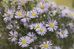 С Праздником! / ...