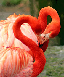Одно на двоих / Интересные птицы фламинго. Иногда можно увидеть забавные формы созданные ими