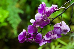 Орхидея / Оранжерея аптекарского огорода