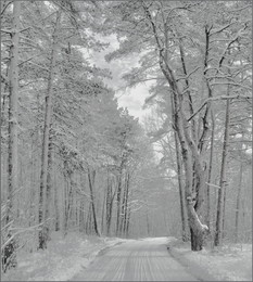 Зимняя дорога / Подмосковный зимний лес .