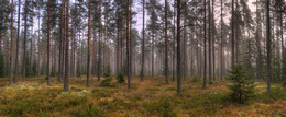 Туманный лес / лес