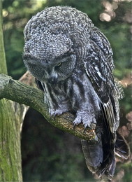 Ах, взгляни ж на меня... / Лапландская бородатая неясыть 
(Strix nebulosa lapponica)