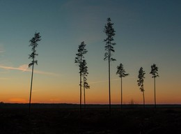 Не рубите, мужики! / Тревожная картина, после вырубки леса.