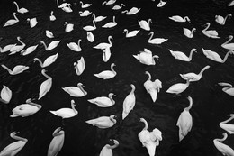 Swans / Swans