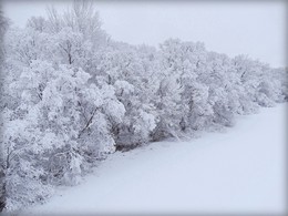 Засыпало снегом / Прошедший снегопад вновь покрыл в парке деревья и берег Оки белоснежным покрывалом.