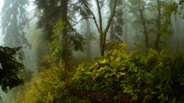 Туманы осеннего леса / В горных лесах Адыгеи
Природный парк Большой Тхач