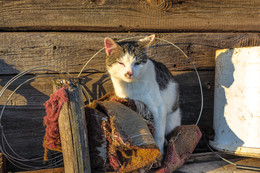 &nbsp; / Деревенский бродяга, кот Котя.