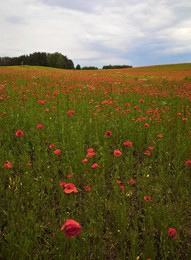 &nbsp; / Klatschmohn in Mauren (Polen). Ich wählte hier eine Darstellung als HOCHKANT Foto.