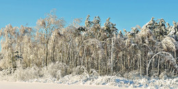 пьяный лес / зима, лес придавлен снегом, всё небычно