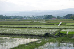 Заметки на полях / Филиппинские рисовые поля
