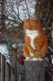 Филимон есть удивлен / мой котей