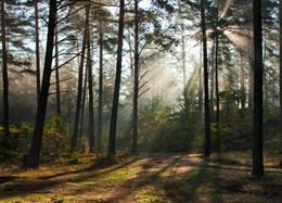 Магия осеннего леса / Осенью в лесу
