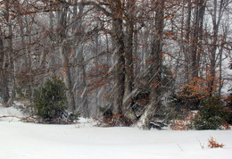 Снегопад / Весенний снегопад в Карпатах на полоныне Браилка.