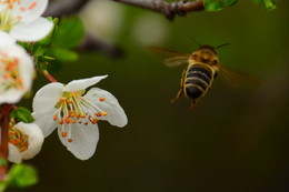 Пчела и вишня. / Словил.