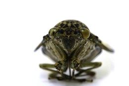 Цикада / У самцов цикад имеется особый голосовой тимбальный аппарат. У самок голосовой аппарат рудиментарный, так что они петь не могут.