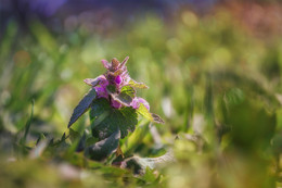 Весной на лужайке / Яснотка пурпурная (Lamium purpureum)
--------------------
Пурпурная яснотка - известная красотка,
Придворная весенних сияющих лугов,
То лепестком вздохнет и затаится кротко,
То взглядом одарит с любовным огоньком!
(Андрей Алтанец)