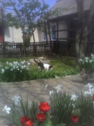 коты в весеннем саду / Мусик (идет) и Мура (справа) :)