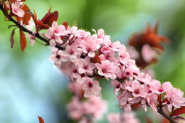 Жизнь в розовом цвете / Здравствуй, весна