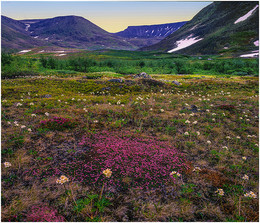 Цветение тундры, / Цветущая тундра Приполярного Урала в окрестностях горы Народной