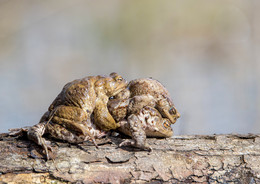 Жаркие объятия / Вчера застал момент ,когда жабы выкапываются из земли,после зимней спячки.Они немного отогреваются на солнышке,и сразу начинают искать пару,а так как самки постепенно появляются,то на одну особь претендентов бывает очень много.Видел сплетение десятка жабьих тел(но на фото это выглядит не очень симпатично):-)))