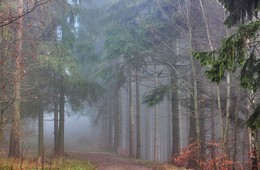 Дорога, уходящая в туман / Осенний лес