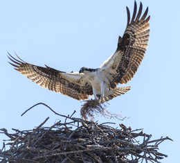 Nesting time / Osprey~Скопа