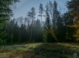 Лесная поляна в лунном свете / Апрель2016. Налибокская пуща