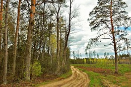 сосна при дороге / весна, дорога в лес, облачно