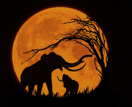 Ночные силуэты... / Силуэты животных на фоне луны.