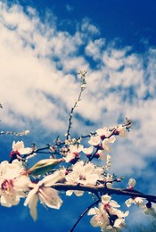 Цветы и небо / Весеннее цветение