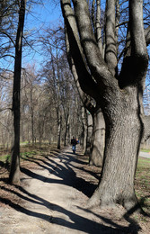 Старые, старые деревья... / Московский парк Измайлово