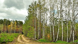 дорога в лес / весна, лес кругом, красивый вид