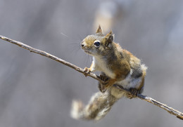 American red squirrel ~ Красная белка / American red squirrel ~ Красная белка