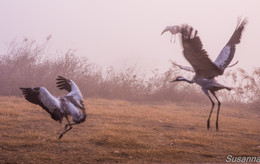 Танец в тумане / Агмон а-Хула,место стоянки перелетных птиц