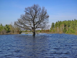 Большая вода / разлив реки