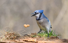 Blue jay~Голубая сойка / Размер голубой сойки составляет около 30 см, а размах крыльев насчитывает около 42 см. Её вес составляет от 70 до 100 г. Характерным признаком является голубая спинка, короткий синий гребешок, чёрное ожерелье, сине-чёрно-белый узор на крыльях и чёрно-белый полосатый хвост.
Голубые сойки ведут моногамный образ жизни и остаются верны своему партнёру на протяжении всей жизни