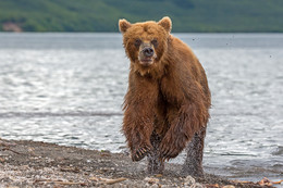 Недовольный / Камчатка. Курильское озеро.
Вот такие гримасы можно у видеть у медведей во время бега :)
https://www.instagram.com/ratbud/