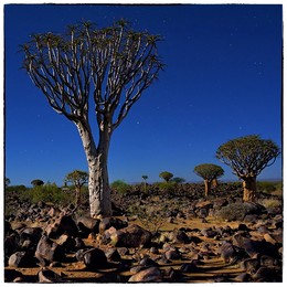 Moon light / Night shot of the Mystical Quiver Tree Forest outside of Keetmanshoop, Namibia under moon light at the stars night sky