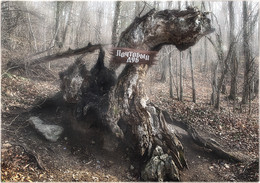 Старый почтовый дуб / Старое дерево в Большом каньоне Крыма.