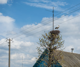Весеннее пробуждение / Буслы прыляцелі!