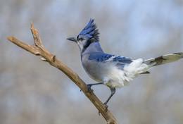 Blue jay~Голубая сойка / Размер голубой сойки составляет около 30 см, а размах крыльев насчитывает около 42 см. Её вес составляет от 70 до 100 г. Характерным признаком является голубая спинка, короткий синий гребешок, чёрное ожерелье, сине-чёрно-белый узор на крыльях и чёрно-белый полосатый хвост. Голубые сойки ведут моногамный образ жизни и остаются верны своему партнёру на протяжении всей жизни
