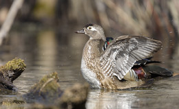 Wood Duck~Каролинская утка / female