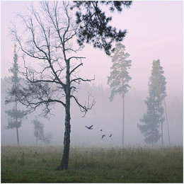 Утро Туманное / утренний туман в лесу