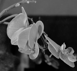Ночная орхидея / Непонятно что
